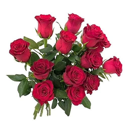 Bright Red "Rodas" Rose Bush for Outdoor Decor