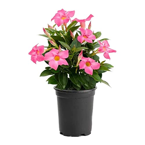 Live Pink Dipladenia Mandevilla Plant with Colorful Flowers