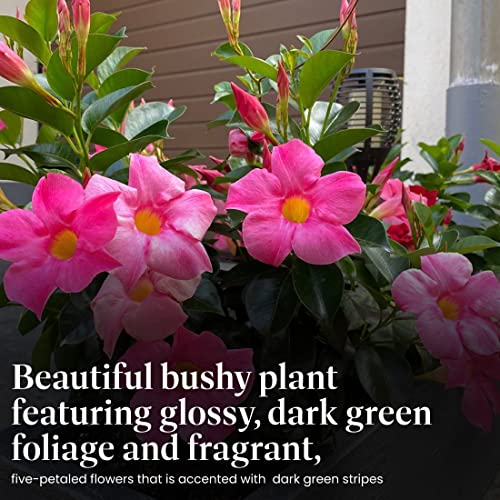 Live Pink Dipladenia Mandevilla Plant with Colorful Flowers