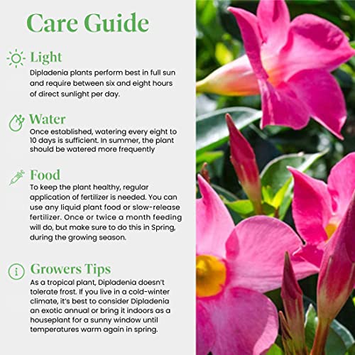 Live Pink Dipladenia Mandevilla Plant with Colorful Flowers