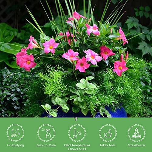 Live Pink Dipladenia Mandevilla Plant with Colorful Flowers