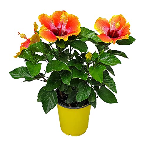 Fiesta Hibiscus Bush - Tropical Flowering Plant - 1 Gallon