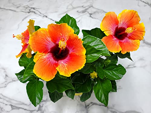 Fiesta Hibiscus Bush - Tropical Flowering Plant - 1 Gallon