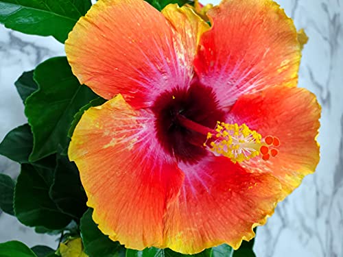 Fiesta Hibiscus Bush - Tropical Flowering Plant - 1 Gallon