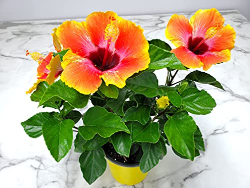 Fiesta Hibiscus Bush - Tropical Flowering Plant - 1 Gallon
