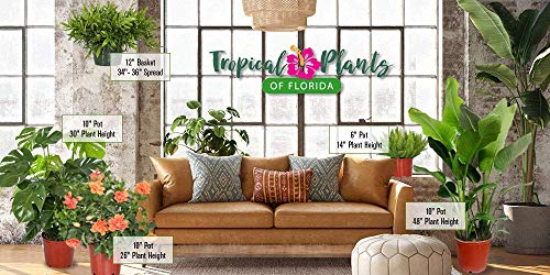 Fiesta Hibiscus Bush - Tropical Flowering Plant - 1 Gallon