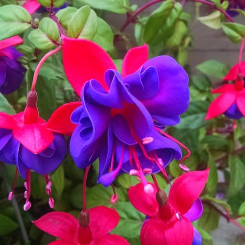 Blue Eyes Fuchsia Plant Set with Purple Blooms