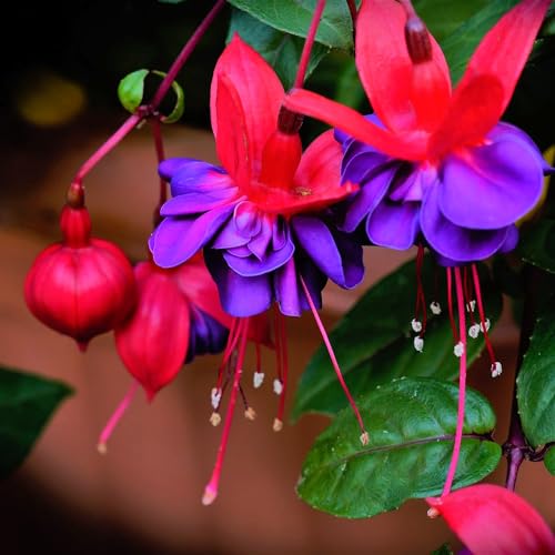 Blue Eyes Fuchsia Plant Set with Purple Blooms