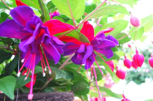 Blue Eyes Fuchsia Plant Set with Purple Blooms