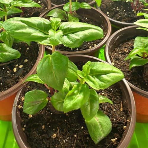 Blue Eyes Fuchsia Plant Set with Purple Blooms