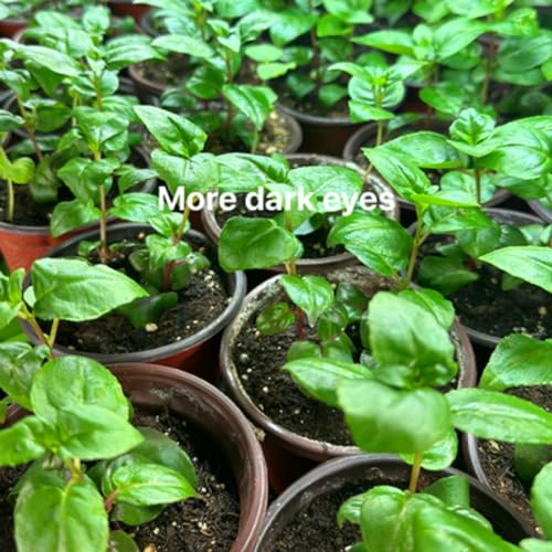 Blue Eyes Fuchsia Plant Set with Purple Blooms