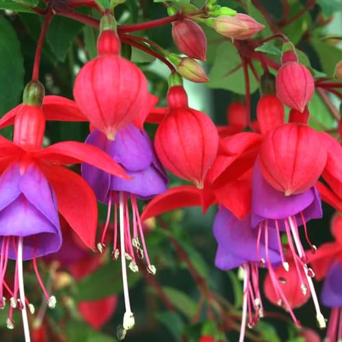 Blue Eyes Fuchsia Plant Set with Purple Blooms