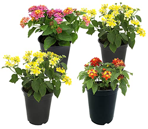Assorted Lantana Plants for Indoor and Outdoor Decor