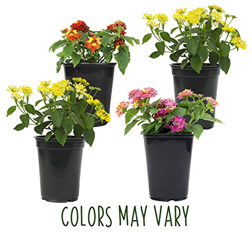 Assorted Lantana Plants for Indoor and Outdoor Decor