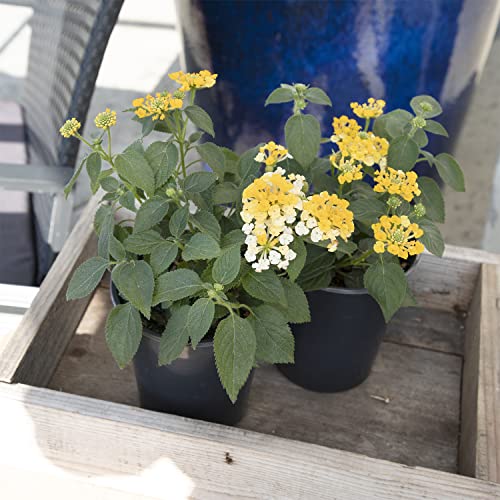 Assorted Lantana Plants for Indoor and Outdoor Decor