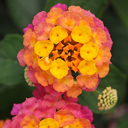 Assorted Lantana Plants for Indoor and Outdoor Decor