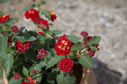 Assorted Lantana Plants for Indoor and Outdoor Decor