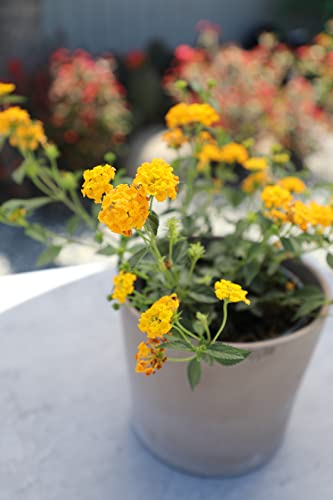 Assorted Lantana Plants for Indoor and Outdoor Decor