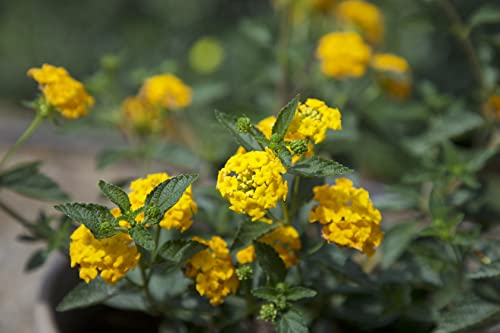 Assorted Lantana Plants for Indoor and Outdoor Decor