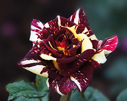 Dark Red Stripes Rose Bush for Outdoor Decor