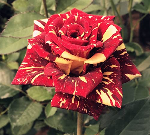 Dark Red Stripes Rose Bush for Outdoor Decor