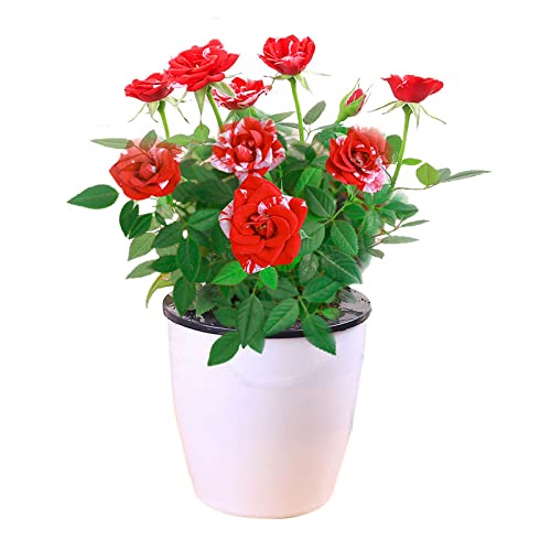 Dark Red Stripes Rose Bush for Outdoor Decor