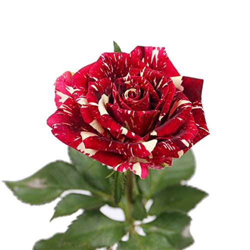 Dark Red Stripes Rose Bush for Outdoor Decor