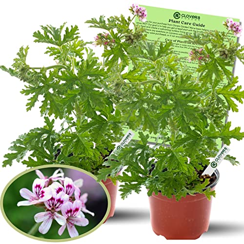 Citronella Plants, Non-GMO, Mosquito Repellent, Blooming, Edible