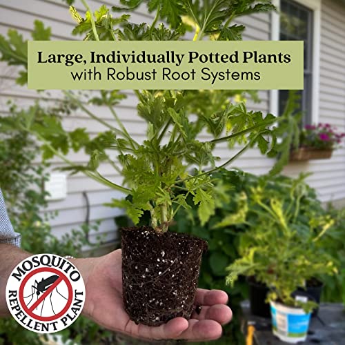 Citronella Plants, Non-GMO, Mosquito Repellent, Blooming, Edible