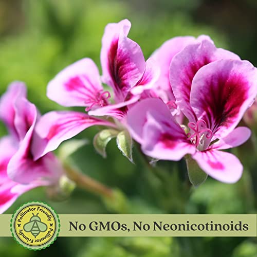 Citronella Plants, Non-GMO, Mosquito Repellent, Blooming, Edible