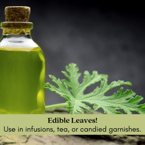 Citronella Plants, Non-GMO, Mosquito Repellent, Blooming, Edible