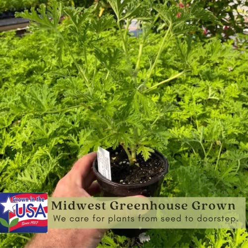 Citronella Plants, Non-GMO, Mosquito Repellent, Blooming, Edible