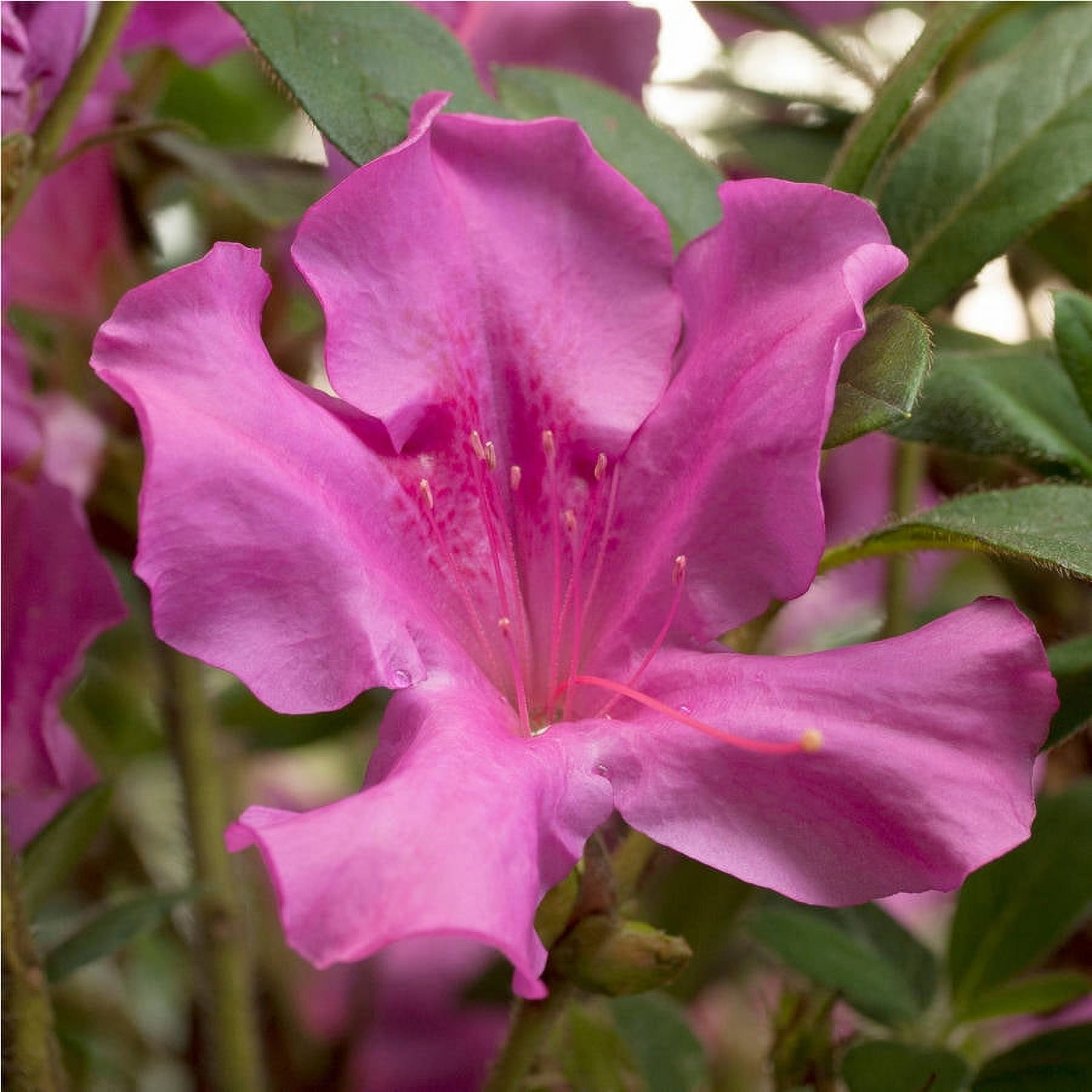 Autumn Royalty Purple Flowering Shrub - Full Sun