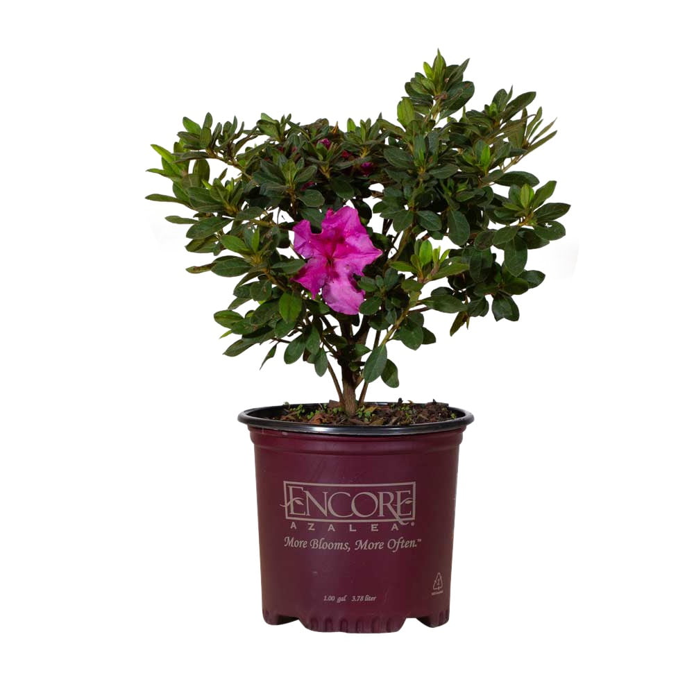 Autumn Royalty Purple Flowering Shrub - Full Sun