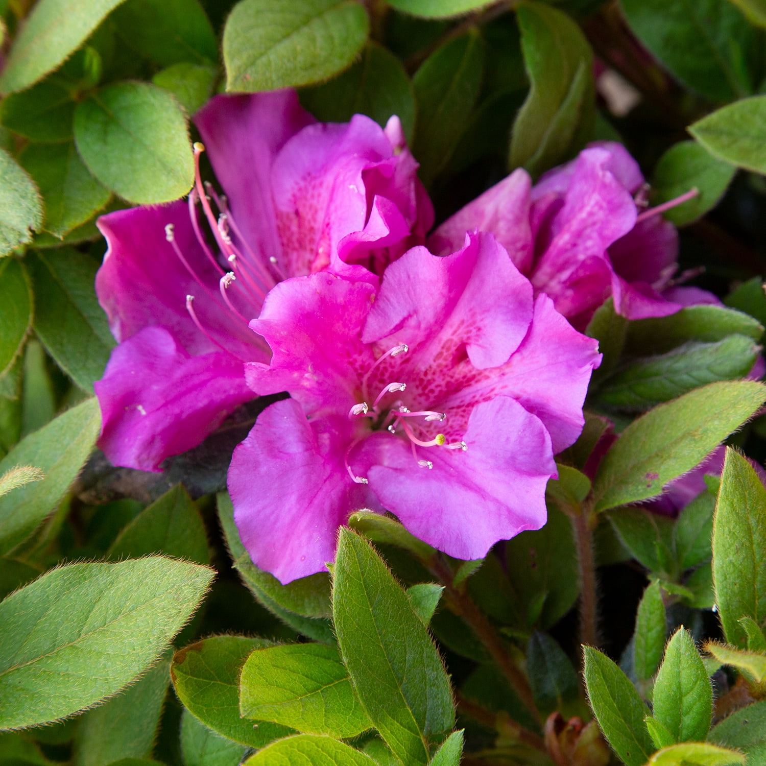 Autumn Royalty Purple Flowering Shrub - Full Sun
