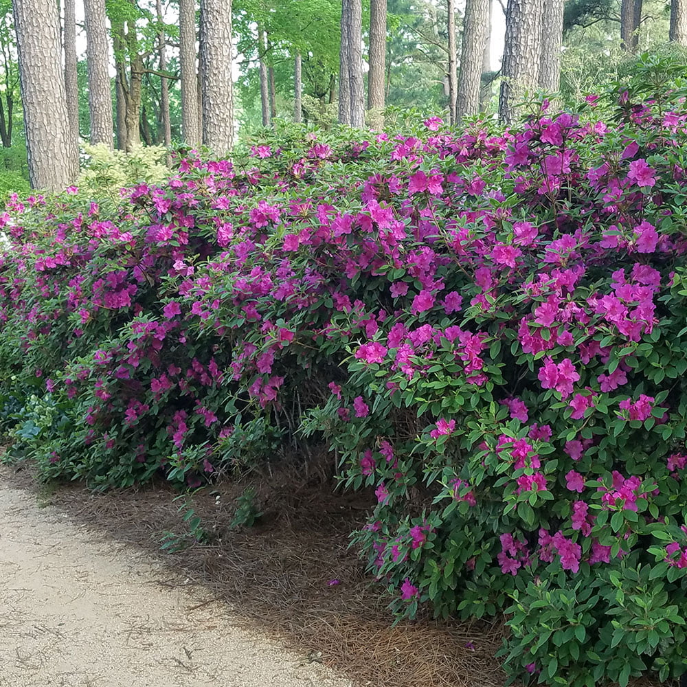 Autumn Royalty Purple Flowering Shrub - Full Sun