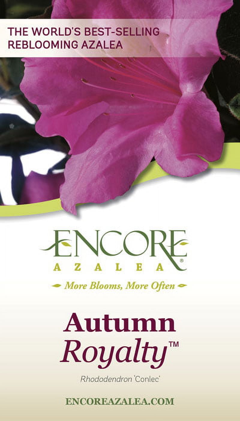 Autumn Royalty Purple Flowering Shrub - Full Sun