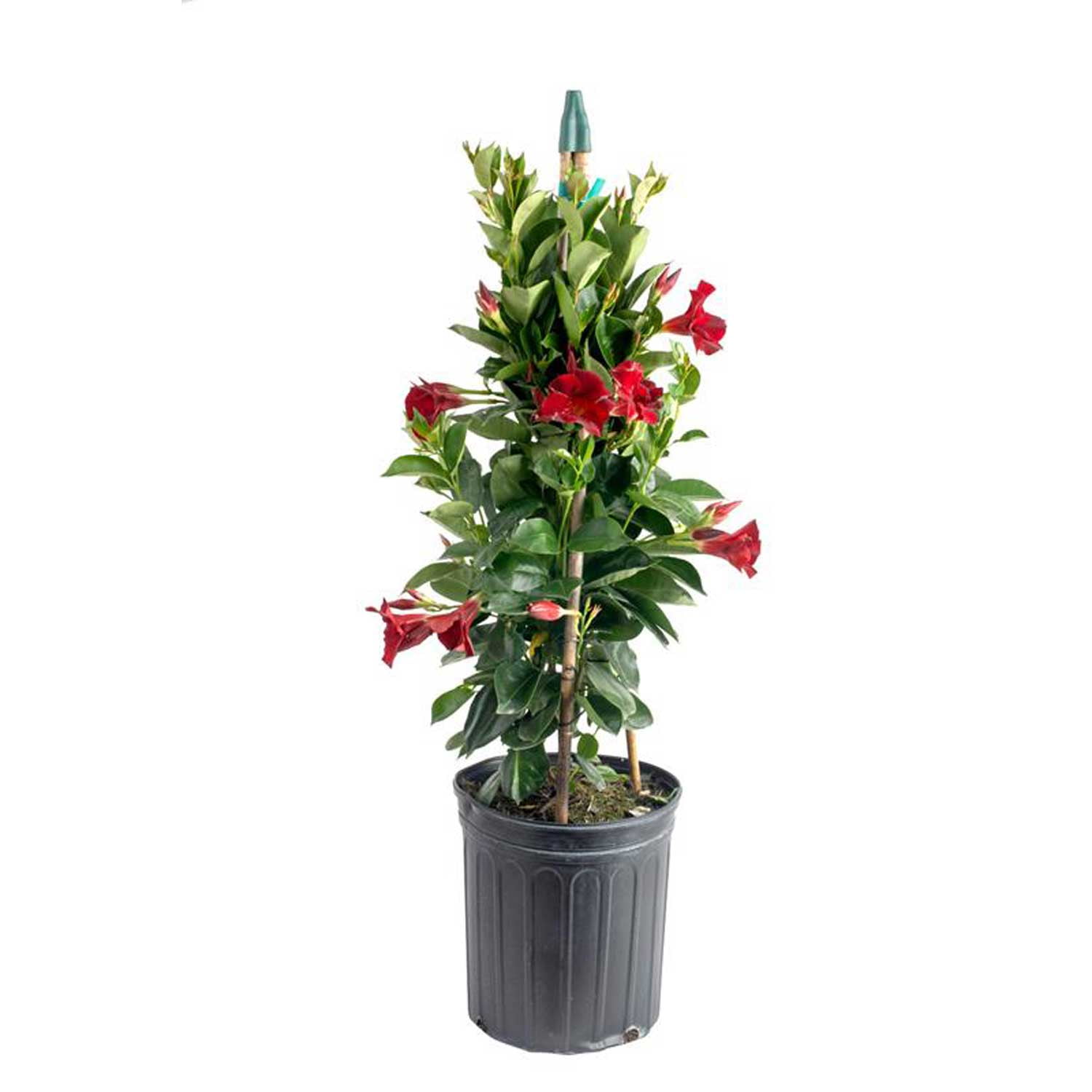 Costa Farms Red Mandevilla Plant, 36in. Tall in 10in. Pot