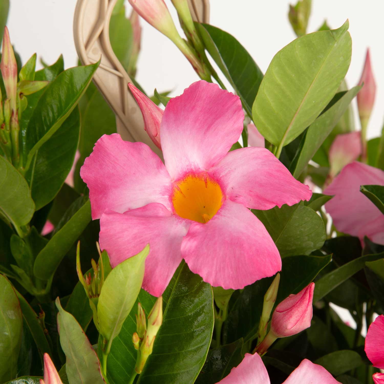 Costa Farms Red Mandevilla Plant, 36in. Tall in 10in. Pot