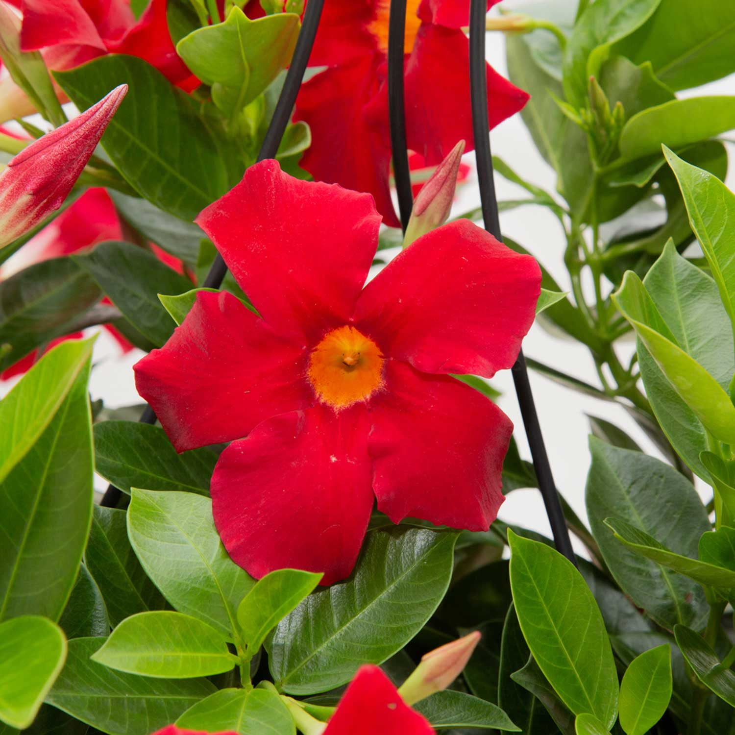 Costa Farms Red Mandevilla Plant, 36in. Tall in 10in. Pot