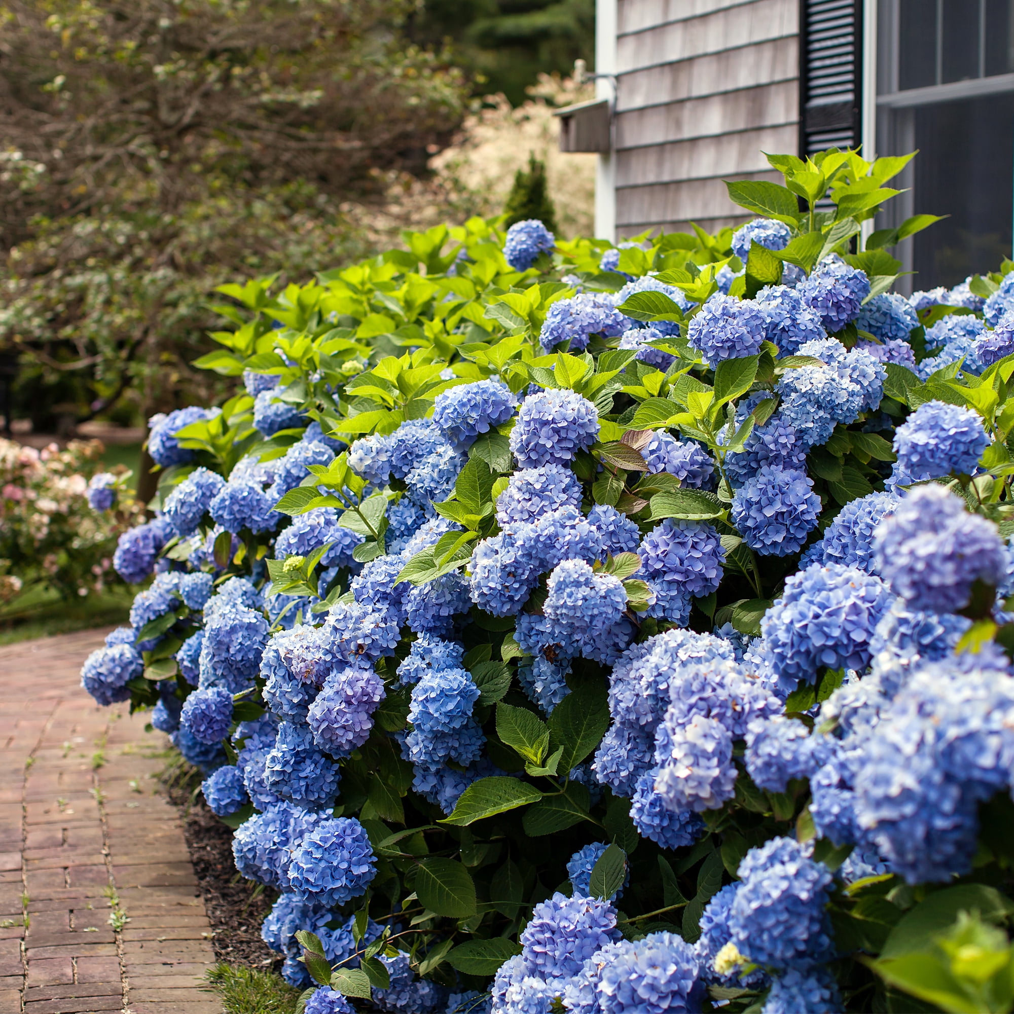 Endless Summer Hydrangea Live Shrub - 1 Gallon