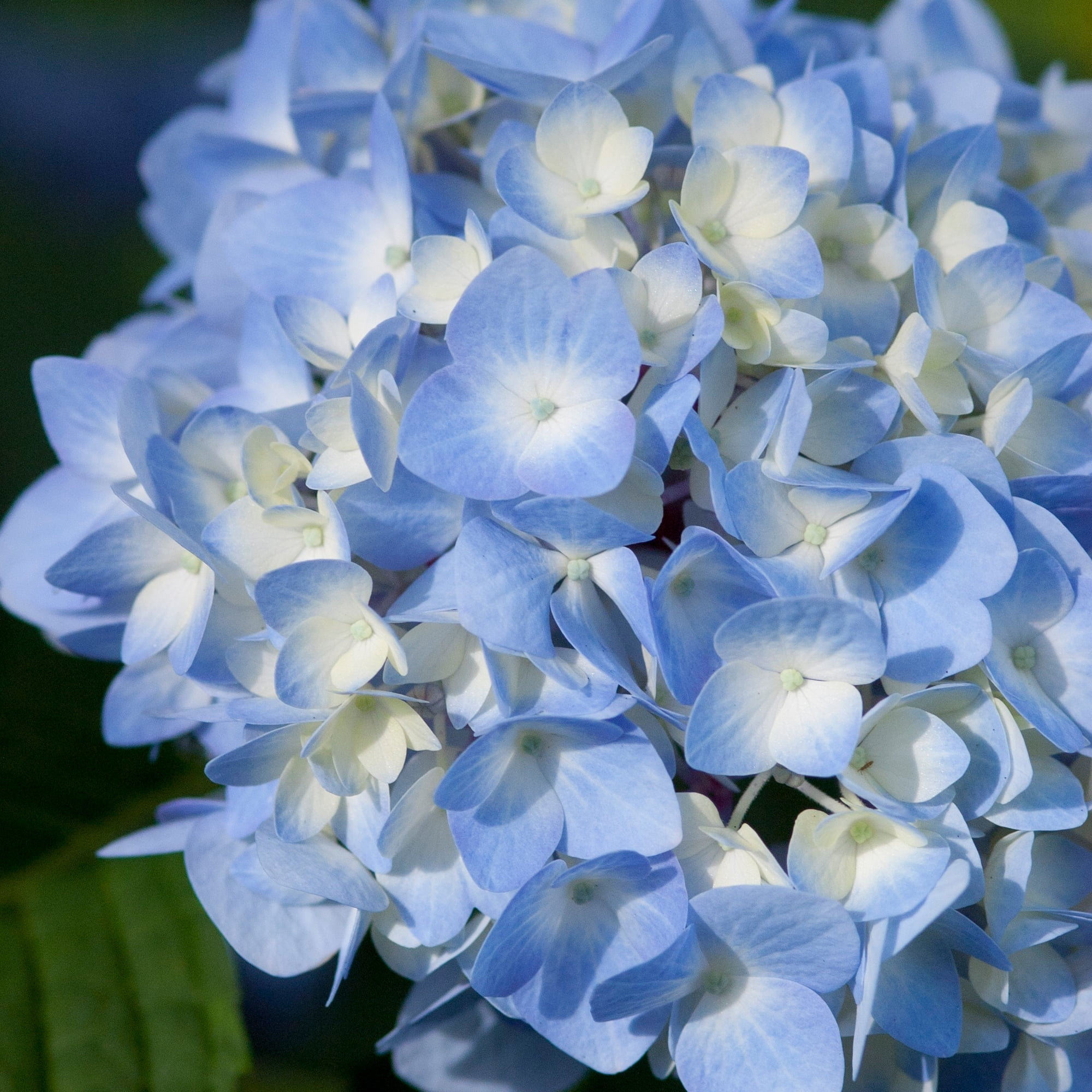 Endless Summer Hydrangea Live Shrub - 1 Gallon