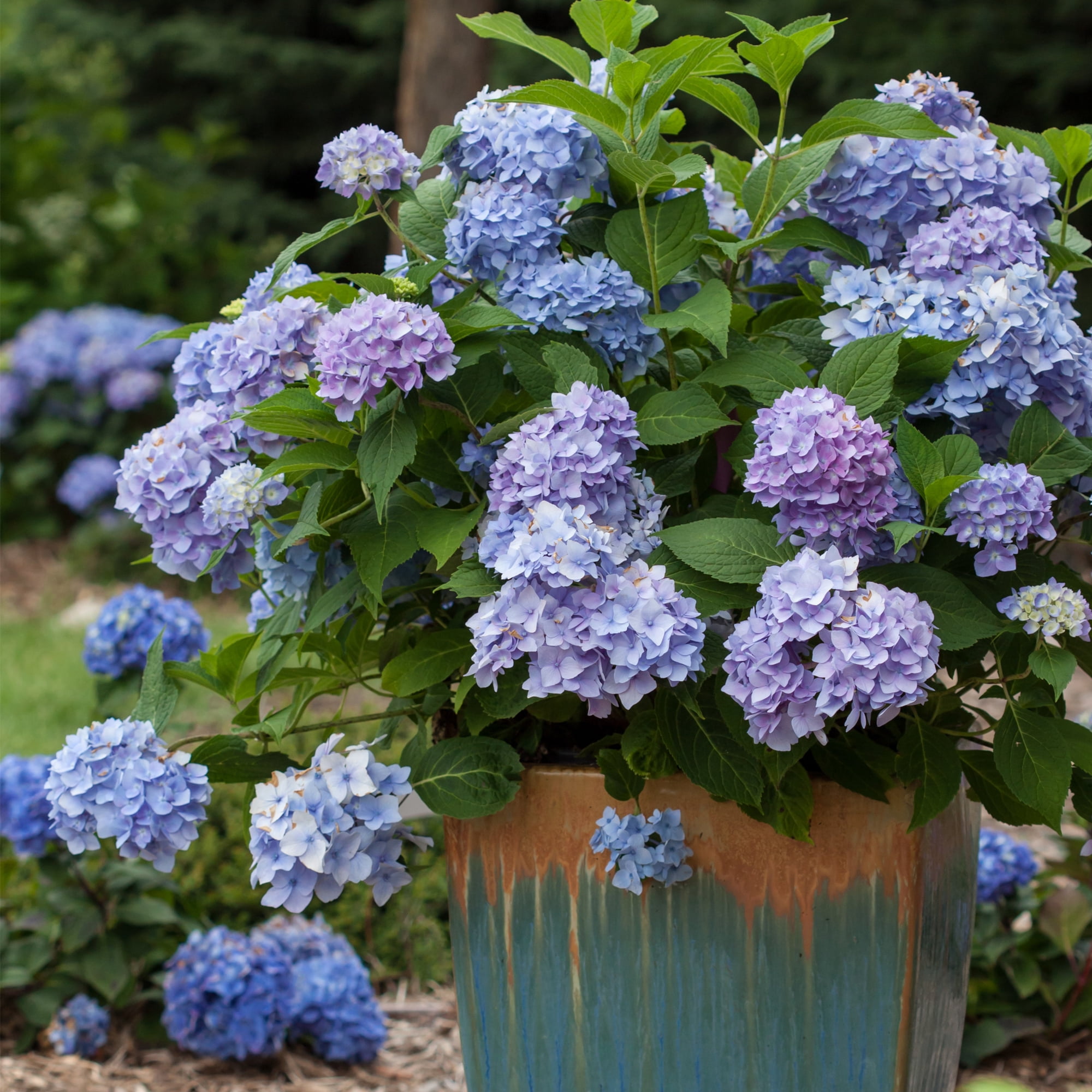 Endless Summer Hydrangea Live Shrub - 1 Gallon