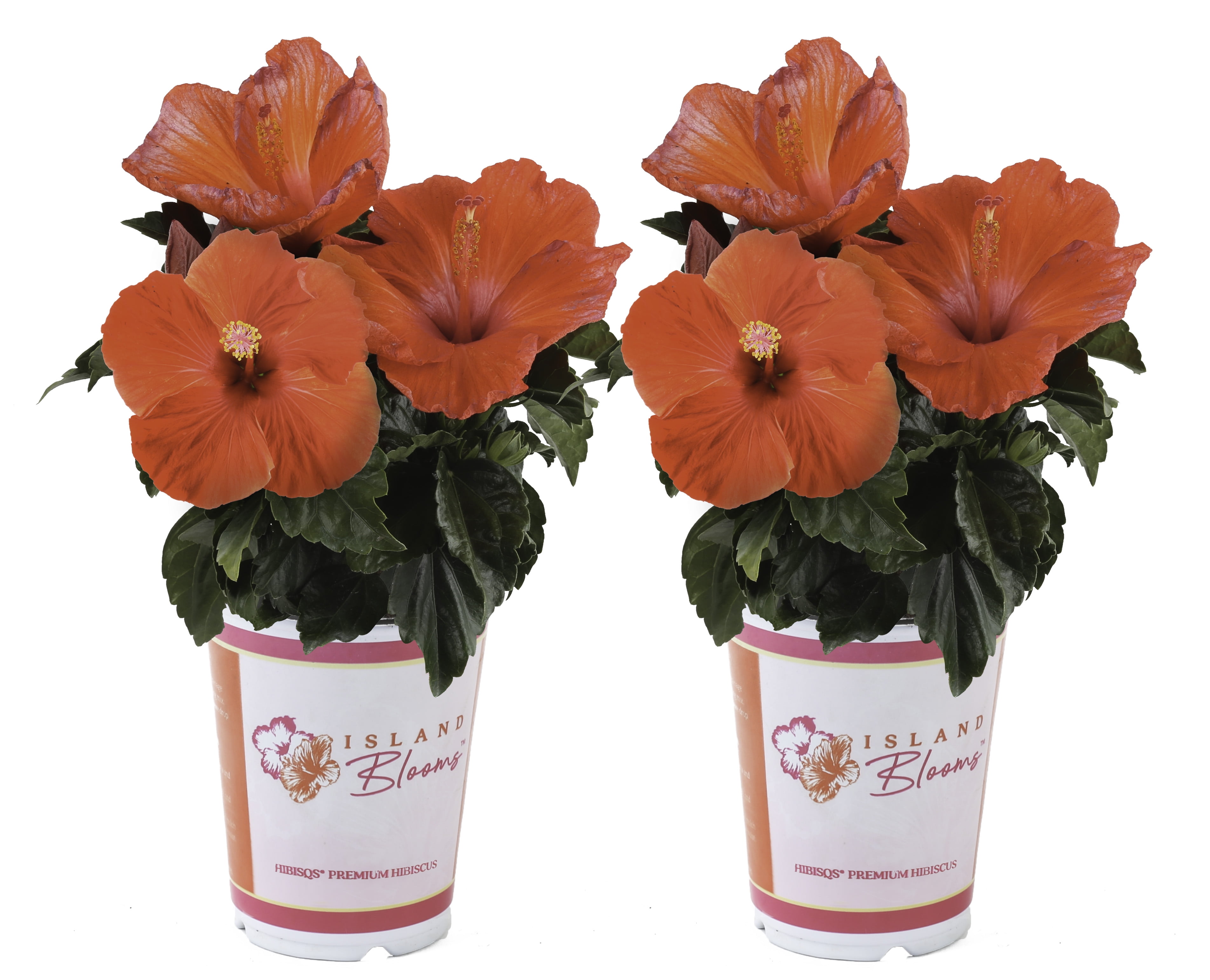 Costa Farms Live Outdoor Hibiscus Plant 2-Pack