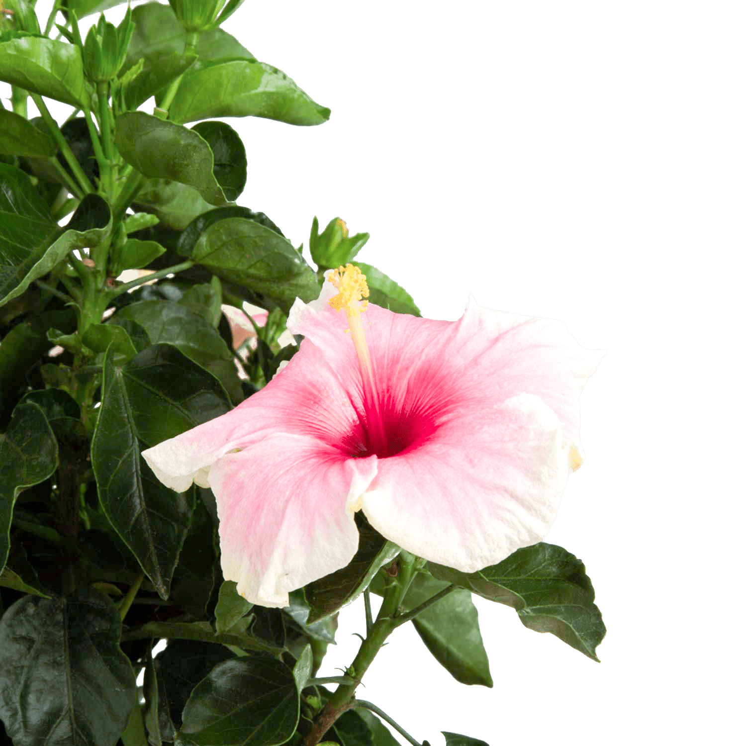 Costa Farms Live Outdoor Hibiscus Plant 2-Pack