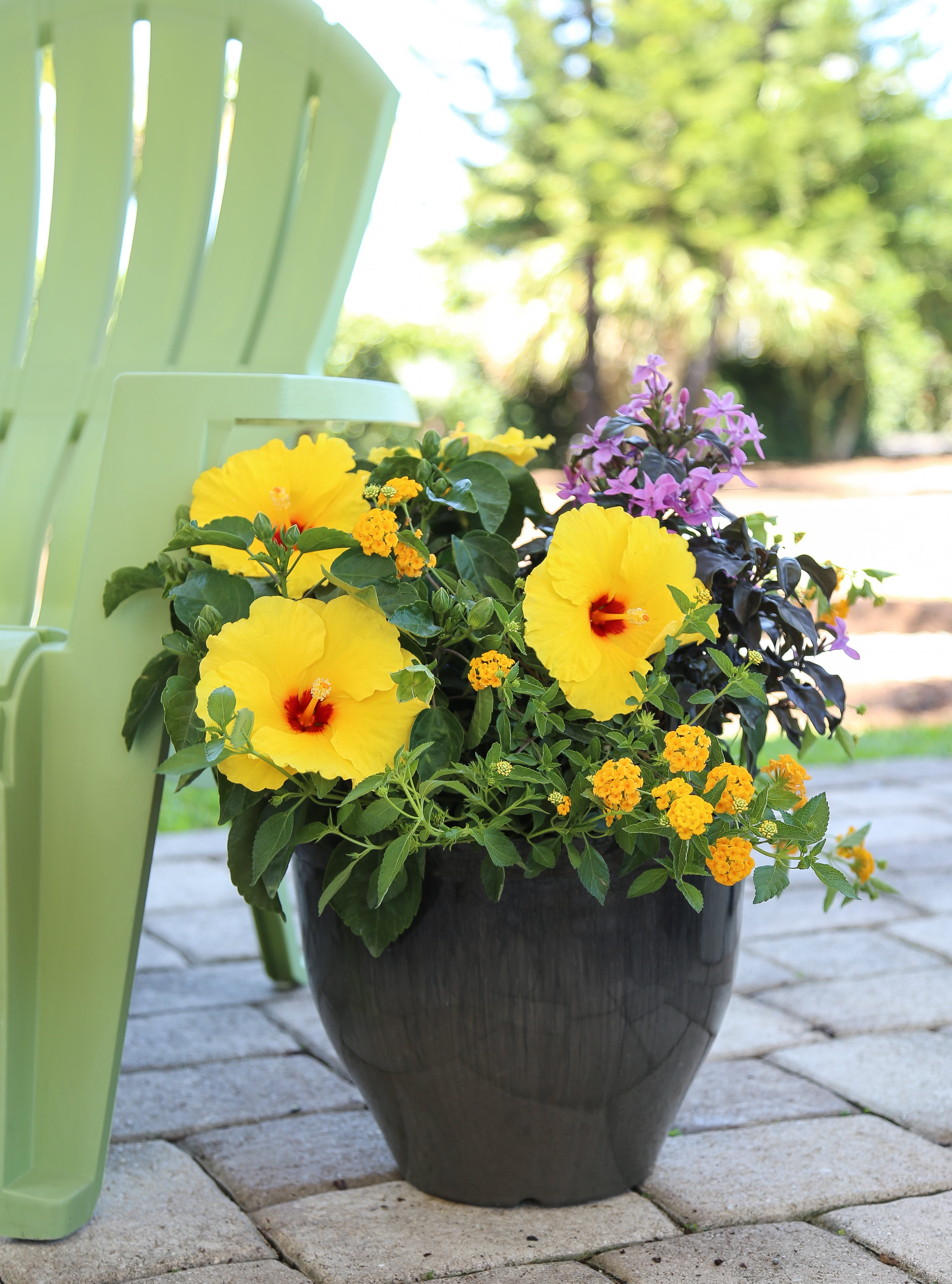 Costa Farms Live Outdoor Hibiscus Plant 2-Pack