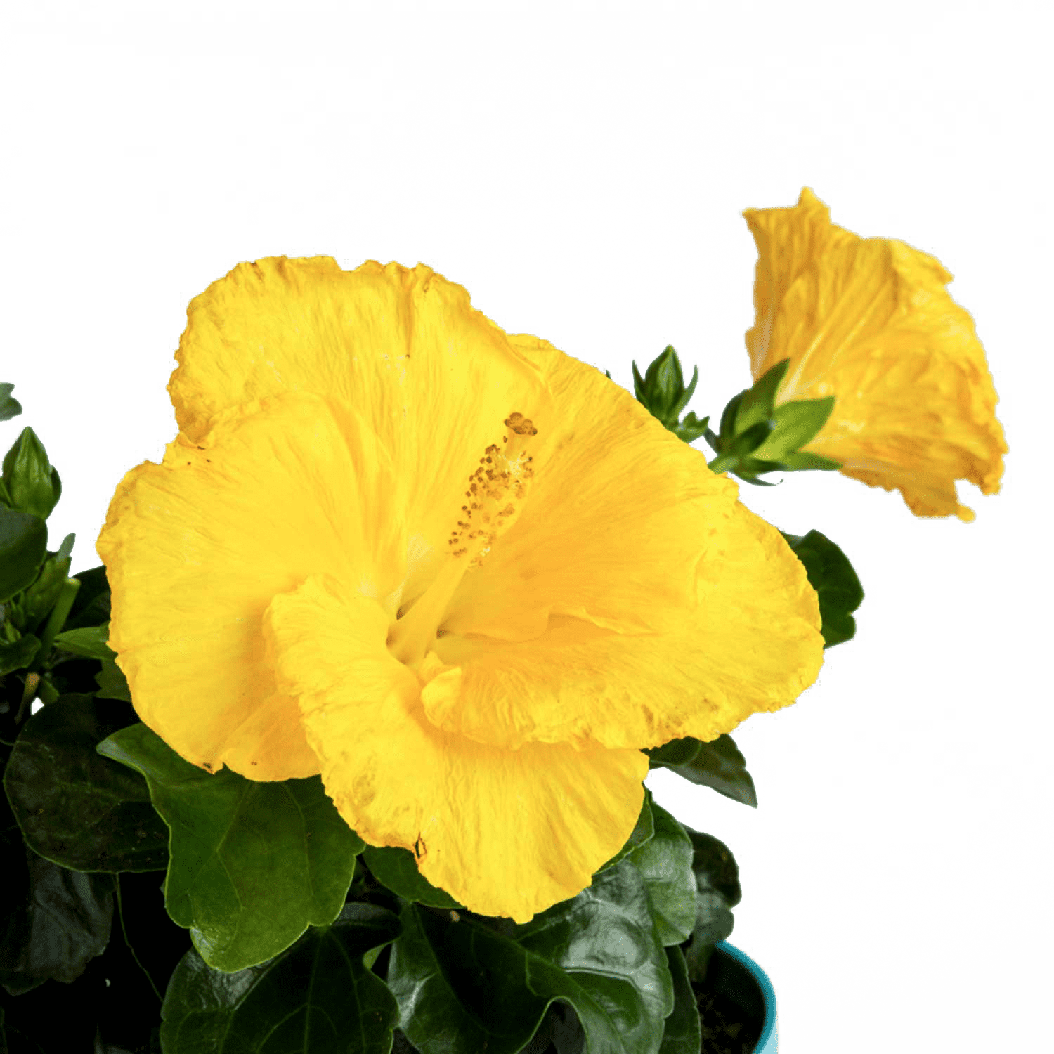 Costa Farms Live Outdoor Hibiscus Plant 2-Pack