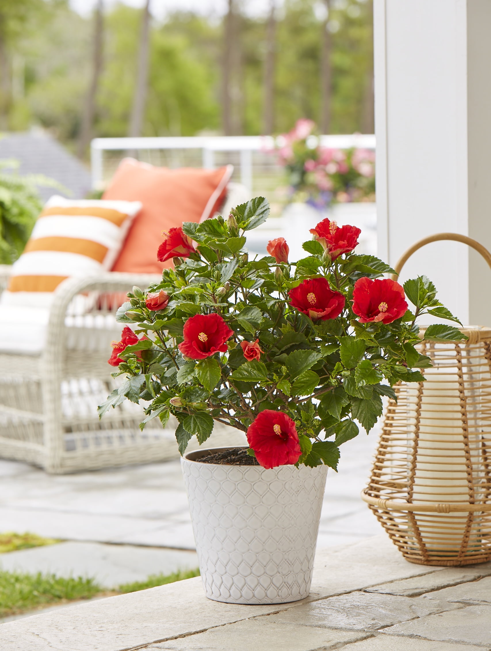 Costa Farms Live Outdoor Hibiscus Plant 2-Pack