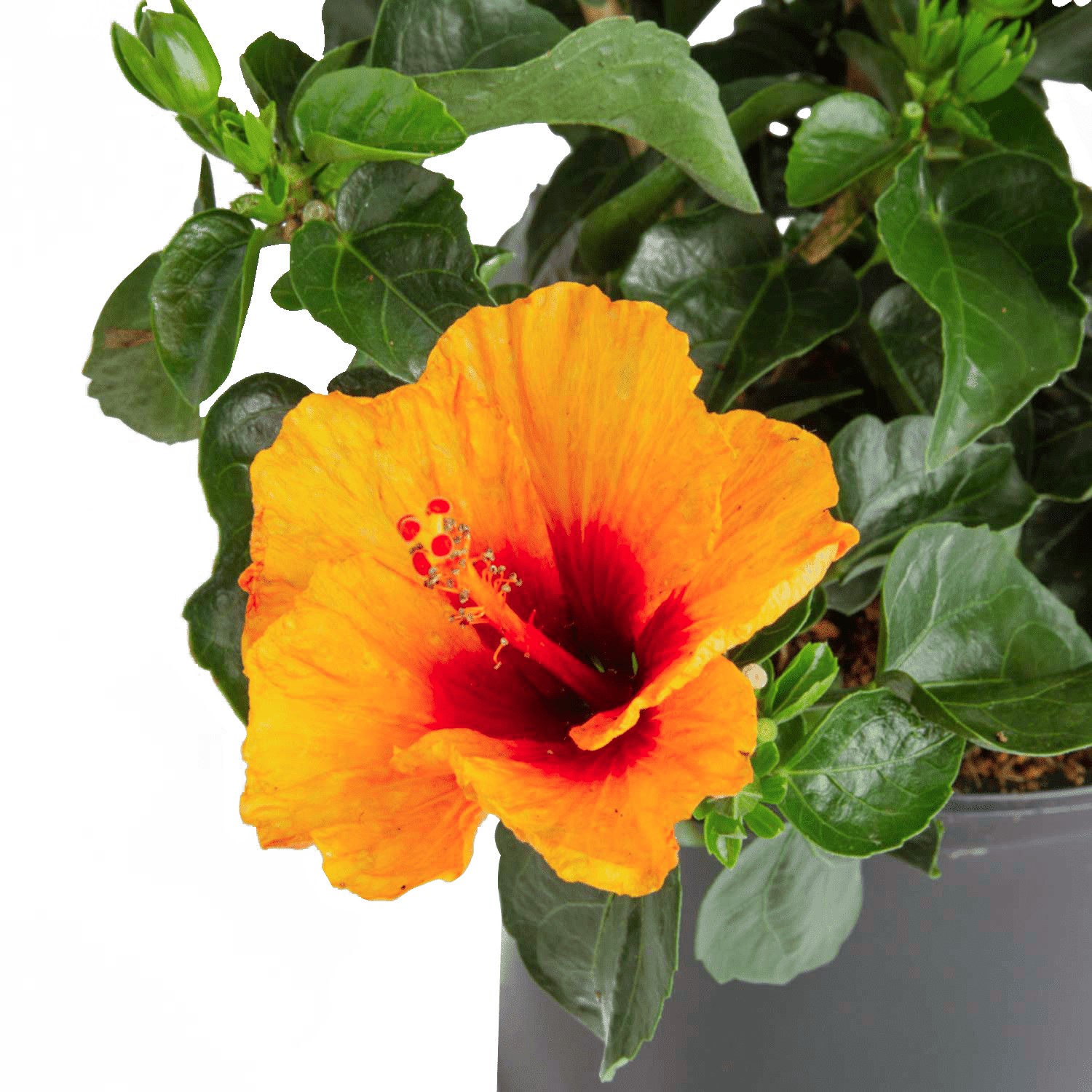 Costa Farms Live Outdoor Hibiscus Plant 2-Pack
