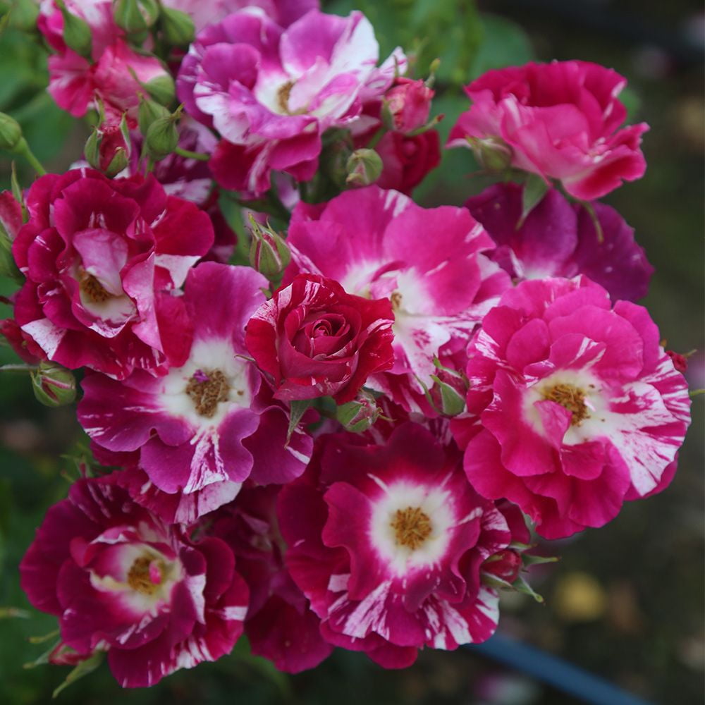 Purple Splash Climbing Rose - Outdoor Heirloom Flowers